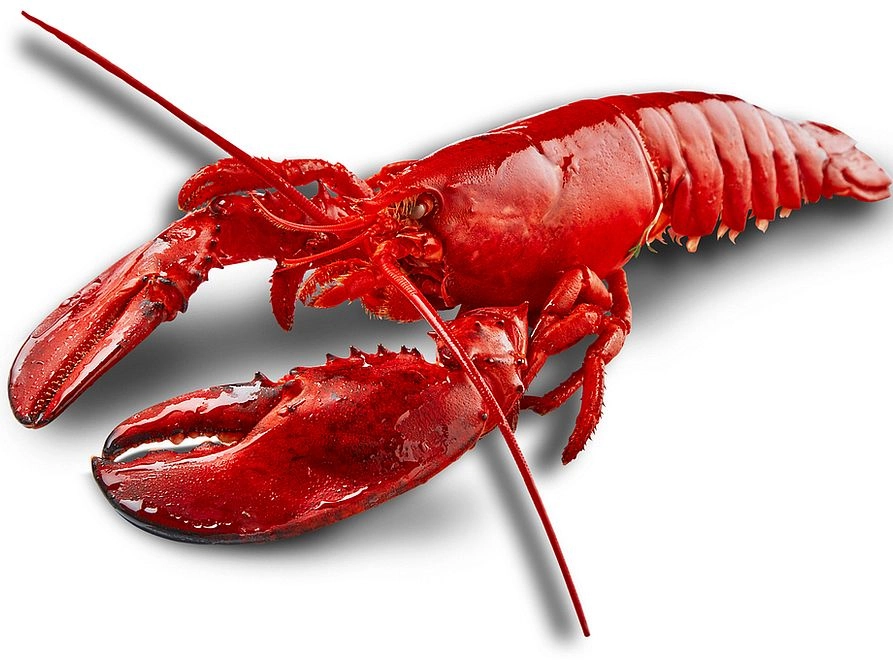 Lobster 500 g